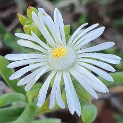 Delosperma subincanum - 5 Seed Pack