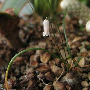 Drimia uniflora (Litanthus pusillus) - Solitary Squill, TomThumb Hyacinth; Kleinduimpie-hiasint - 5 Seed Pack