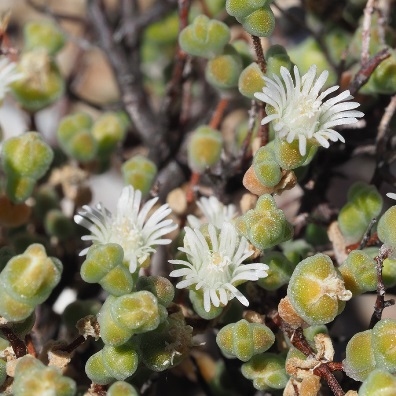 Drosanthemum albiflorum (Mesembryanthemum albiflorum) - 10 Seed Pack - Image 2