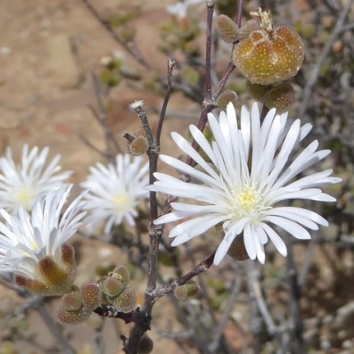 Drosanthemum albiflorum (Mesembryanthemum albiflorum) - 10 Seed Pack