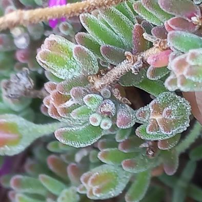 Drosanthemum ambiguum - Swartland Dewfig - 10 Seed Pack - Image 2