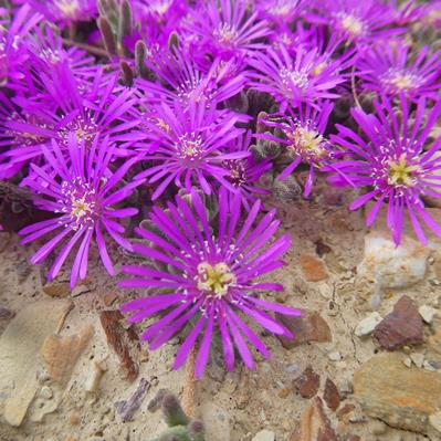 Drosanthemum ambiguum - Swartland Dewfig - 10 Seed Pack - Image 3