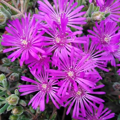 Drosanthemum ambiguum - Swartland Dewfig - 10 Seed Pack