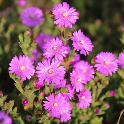 Drosanthemum asperulum (Delosperma asperulum) - Weedy Dewfig - 10 Seed Pack