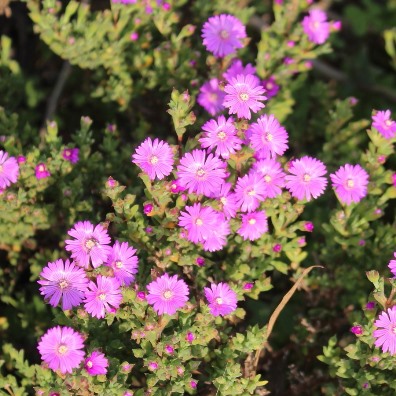 Drosanthemum asperulum (Delosperma asperulum) - Weedy Dewfig - 10 Seed Pack - Image 2