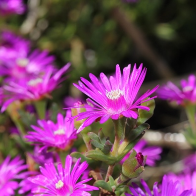 Drosanthemum asperulum (Delosperma asperulum) - Weedy Dewfig - 10 Seed Pack - Image 3