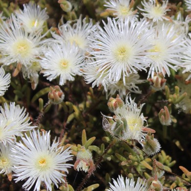Drosanthemum calycinum (Mesembryanthemum calycinum) - Shiny Dewfig - 10 Seed Pack