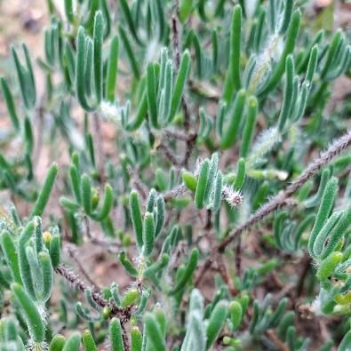 Drosanthemum calycinum (Mesembryanthemum calycinum) - Shiny Dewfig - 10 Seed Pack - Image 2