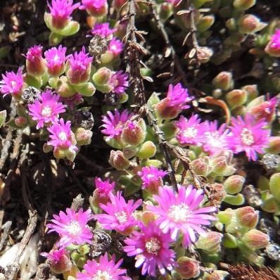 Drosanthemum capillare (Mesembryanthemum subglobosum) - 10 Seed Pack