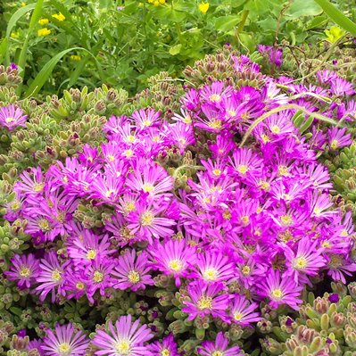 Drosanthemum crassum - Gambling Dewfig - 10 Seed Pack