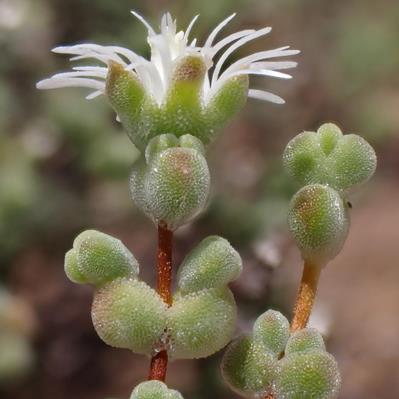 Drosanthemum delicatulum (Mesembryanthemum delicatulum) - Muisvy - 10 Seed Pack