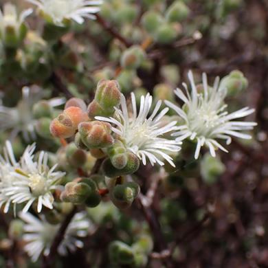 Drosanthemum delicatulum (Mesembryanthemum delicatulum) - Muisvy - 10 Seed Pack - Image 2