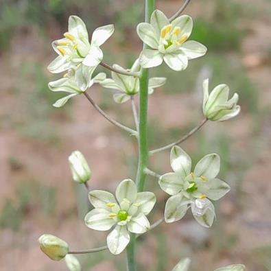 Eriospermum porphyrium (Eriospermum porphyrium var. pallidum) - 5 Seed Pack - Image 2