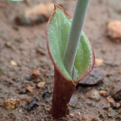 Eriospermum porphyrium (Eriospermum porphyrium var. pallidum) - 5 Seed Pack