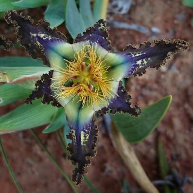 Ferraria variabilis (Ferraria antherosa) - Sheathing Spiderlily - 5 Seed Pack - Image 3
