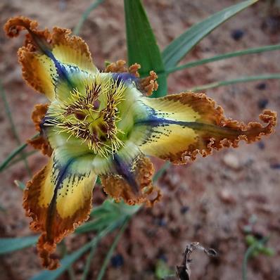 Ferraria variabilis (Ferraria antherosa) - Sheathing Spiderlily - 5 Seed Pack - Image 2