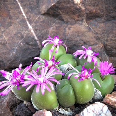 Gibbaeum nuciforme (Conophytum nuciforme) - Crystal Humpfig - 5 Seed Pack