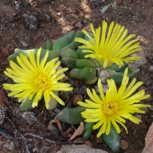 Glottiphyllum nelii (Glottiphyllum pygmaeum) - Tongue Plant - 5 Seed Pack