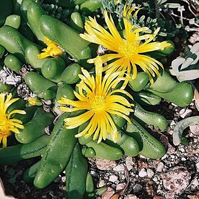 Glottiphyllum nelii (Glottiphyllum pygmaeum) - Tongue Plant - 5 Seed Pack - Image 2