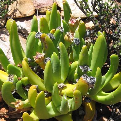 Glottiphyllum regium (Glottiphyllum compressum) - Tongue-leaved Mesemb - 10 Seed Pack
