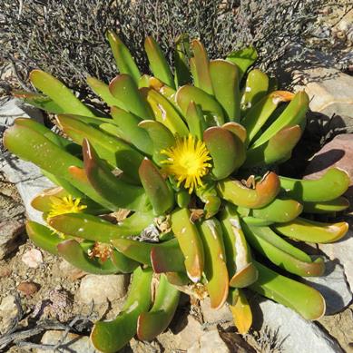 Glottiphyllum regium (Glottiphyllum compressum) - Tongue-leaved Mesemb - 10 Seed Pack - Image 2
