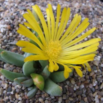 Glottiphyllum surrectum (Mesembryanthemum surrectum) - 10 Seed Pack - Image 2