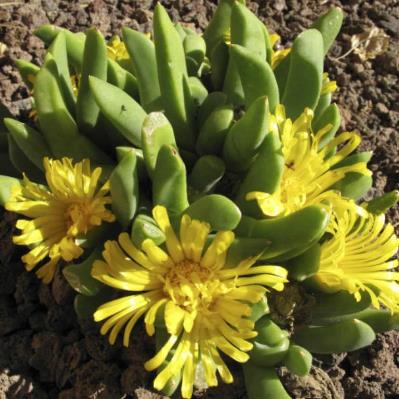 Glottiphyllum surrectum (Mesembryanthemum surrectum) - 10 Seed Pack