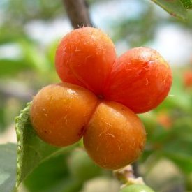 Grewia tenax (Grewia betulaefolia) - Small-leaved White Raisin - 5 Seed Pack - Image 3