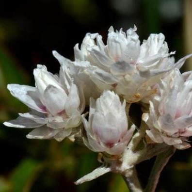 Helichrysum pandurifolium (Helichrysum auriculatum) - Fiddle Everlasting, Fiddle-leaved Strawflower; Kooigoed - 10 Seed Pack - Image 2