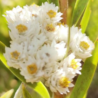 Helichrysum pandurifolium (Helichrysum auriculatum) - Fiddle Everlasting, Fiddle-leaved Strawflower; Kooigoed - 10 Seed Pack - Image 3