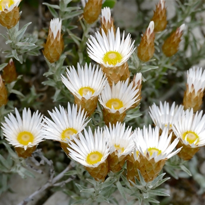 Helichrysum retortum (Xeranthemum retortum) - Flask Everlasting, Sea Strawflower - 10 Seed Pack - Image 2