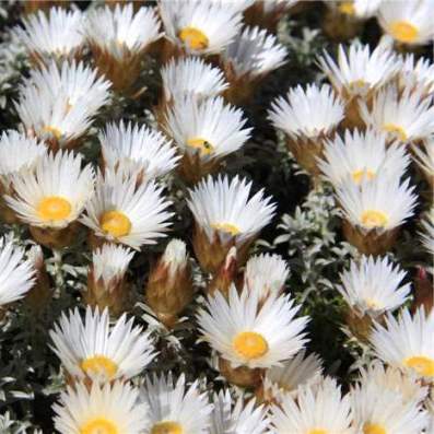 Helichrysum retortum (Xeranthemum retortum) - Flask Everlasting, Sea Strawflower - 10 Seed Pack - Image 7