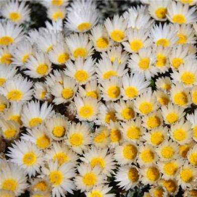 Helichrysum retortum (Xeranthemum retortum) - Flask Everlasting, Sea Strawflower - 10 Seed Pack - Image 3