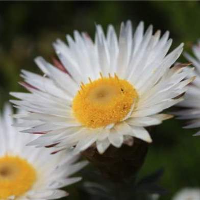 Helichrysum retortum (Xeranthemum retortum) - Flask Everlasting, Sea Strawflower - 10 Seed Pack - Image 4