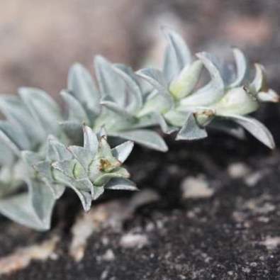 Helichrysum retortum (Xeranthemum retortum) - Flask Everlasting, Sea Strawflower - 10 Seed Pack - Image 5