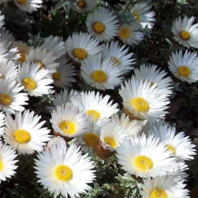 Helichrysum retortum (Xeranthemum retortum) - Flask Everlasting, Sea Strawflower - 10 Seed Pack