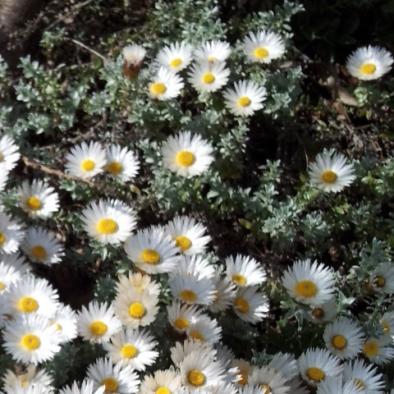 Helichrysum retortum (Xeranthemum retortum) - Flask Everlasting, Sea Strawflower - 10 Seed Pack - Image 6