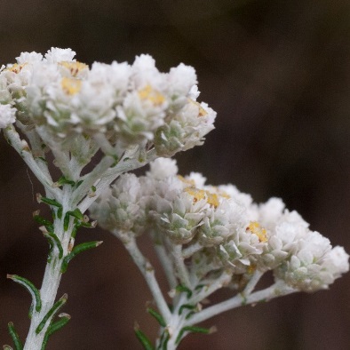 Helichrysum teretifolium (Gnaphalium teretifolium) - Dune Scrub Everlasting, Heath-leaf Strawflower - 10 Seed Pack - Image 2