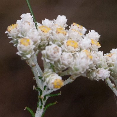 Helichrysum teretifolium (Gnaphalium teretifolium) - Dune Scrub Everlasting, Heath-leaf Strawflower - 10 Seed Pack - Image 4