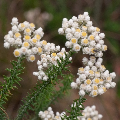 Helichrysum teretifolium (Gnaphalium teretifolium) - Dune Scrub Everlasting, Heath-leaf Strawflower - 10 Seed Pack - Image 3