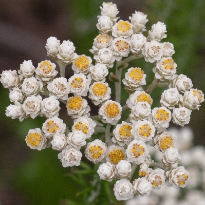 Helichrysum teretifolium (Gnaphalium teretifolium) - Dune Scrub Everlasting, Heath-leaf Strawflower - 10 Seed Pack