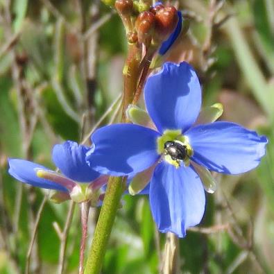 Heliophila macowaniana (Heliophila sabulosa forma albiflora) - 10 Seed Pack - Image 2