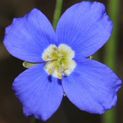 Heliophila macowaniana (Heliophila sabulosa forma albiflora) - 10 Seed Pack