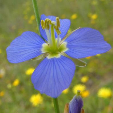Heliophila macowaniana (Heliophila sabulosa forma albiflora) - 10 Seed Pack - Image 4