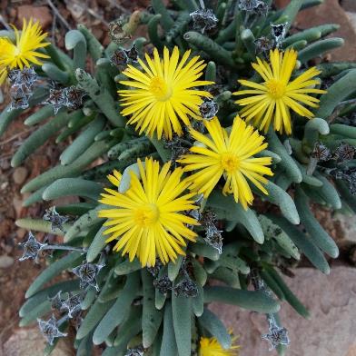 Hereroa acuminata - 10 Seed Pack - Image 2