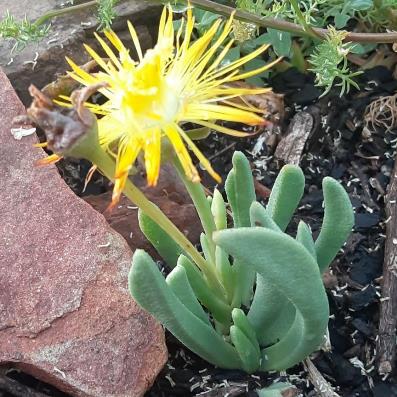 Hereroa acuminata - 10 Seed Pack