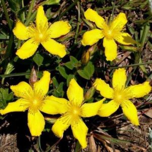 Hypericum aethiopicum - St John's Wort, Small Hypericum; Johanneskruid, Seeroogbossie, Sint-janskruid, Vlieëbossie - 10 Seed Pack