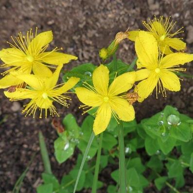 Small Hypericum Hypericum Aethiopicum - St John's Wort, Small Hypericum; Johanneskruid ...