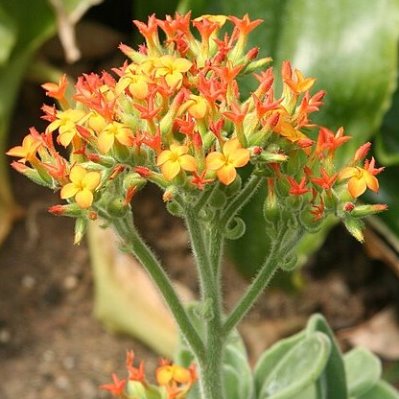 Kalanchoe zimbabwensis - 10 Seed Pack - Image 3