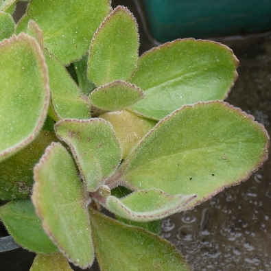 Kalanchoe zimbabwensis - 10 Seed Pack - Image 2